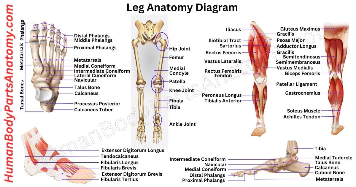 Guide to Lower Leg Anatomy: Tibia, Fibula & Calf Muscles